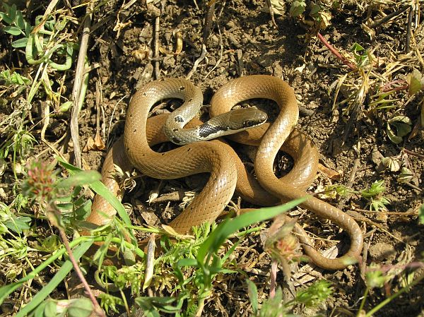 Platyceps collaris