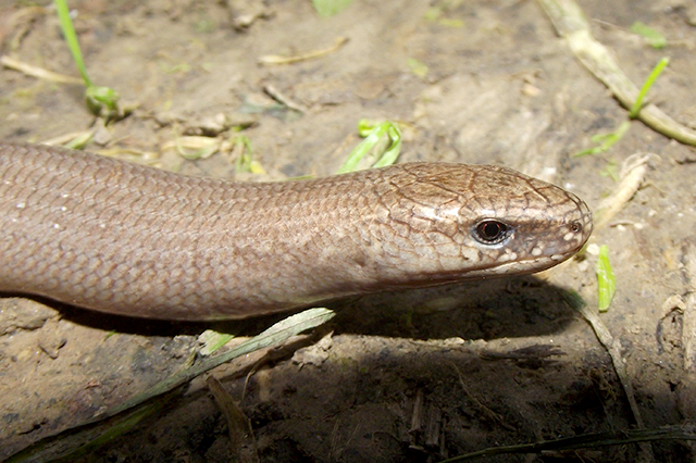 Anguis fragilis s.l.