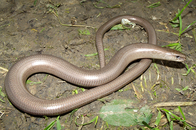 Anguis fragilis s.l.