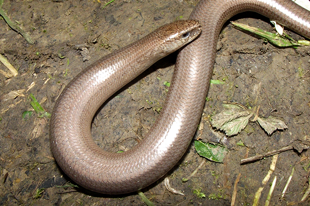 Anguis fragilis s.l.