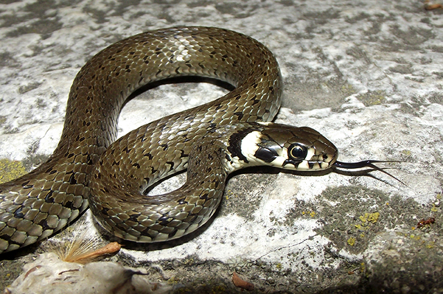 Natrix natrix