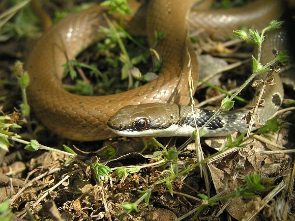 Platyceps collaris