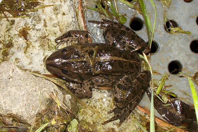 Pelophylax ridibundus