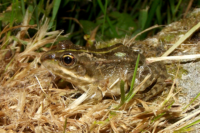 Pelophylax ridibundus