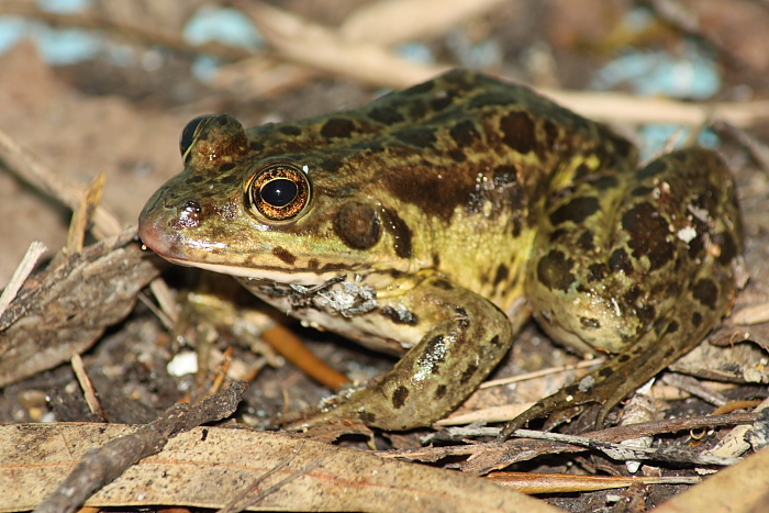 Pelophylax ridibundus