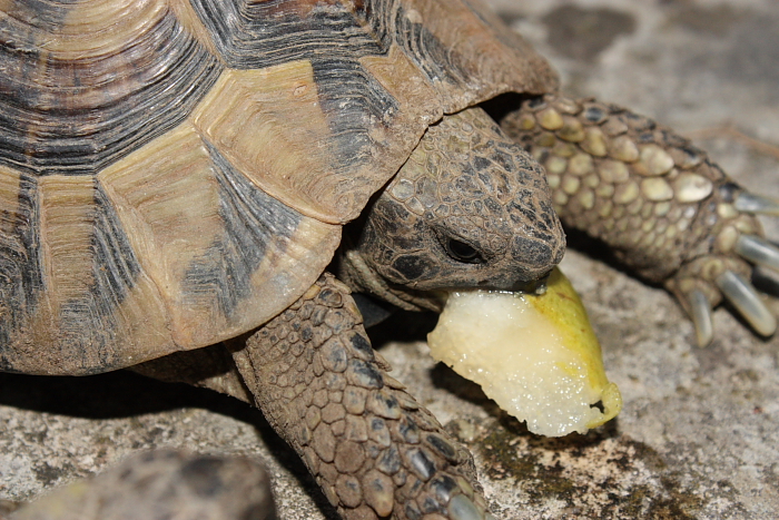 Testudo hermanni