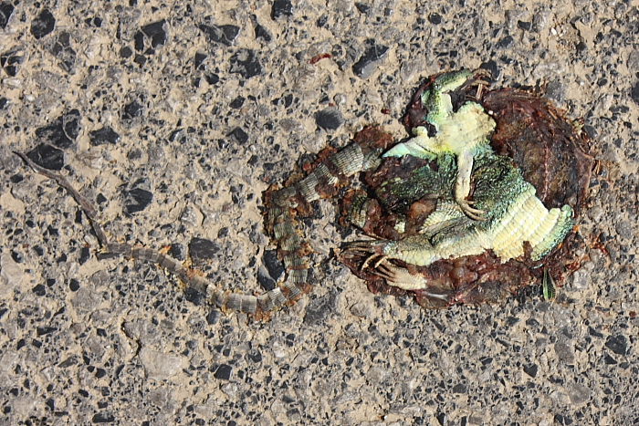 Lacerta trilineata