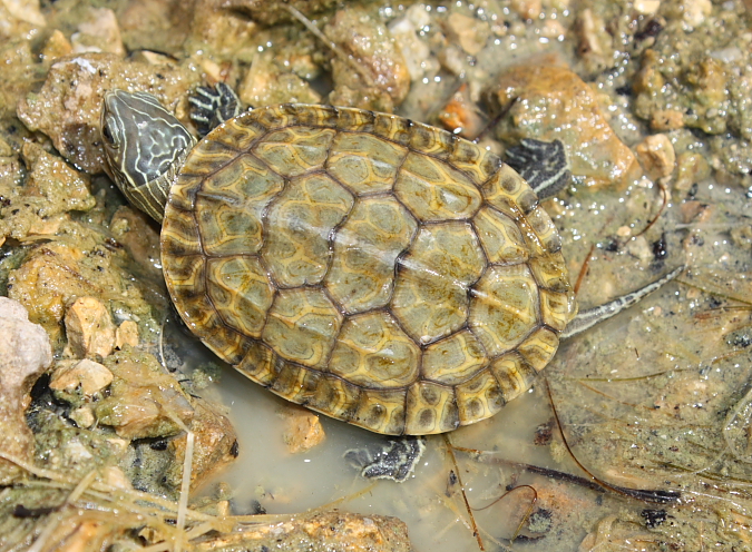 Mauremys rivulata