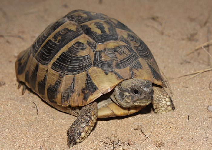 Testudo hermanni