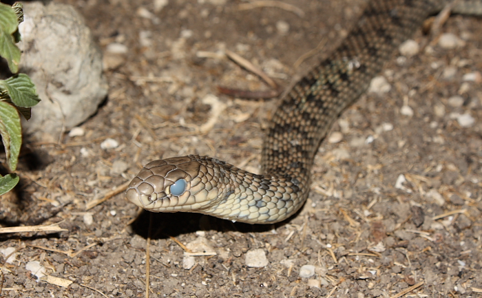 Dolichophis caspius