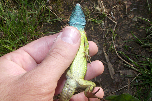 Lacerta viridis