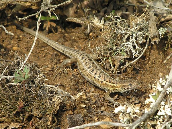 Ophisops elegans