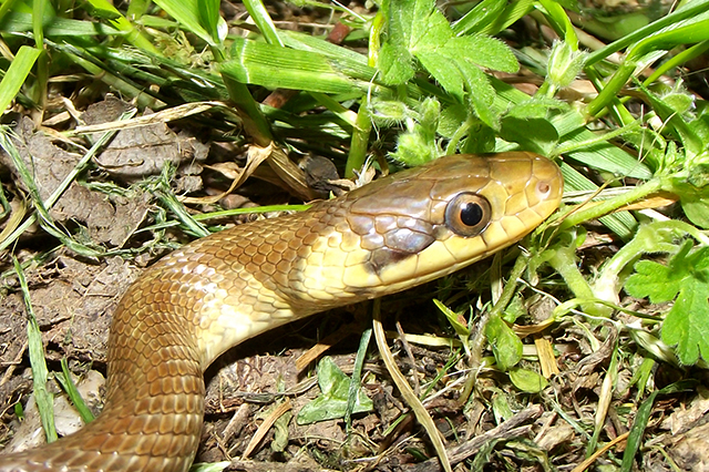 Zamenis longissimus Zamenis longissimus