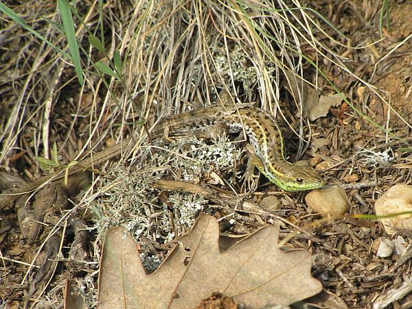 Ophisops elegans