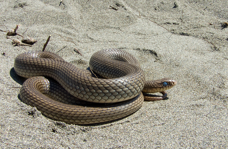 Dolichophis caspius