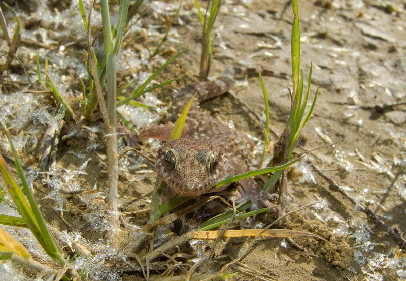 Hemidactylus turcicus