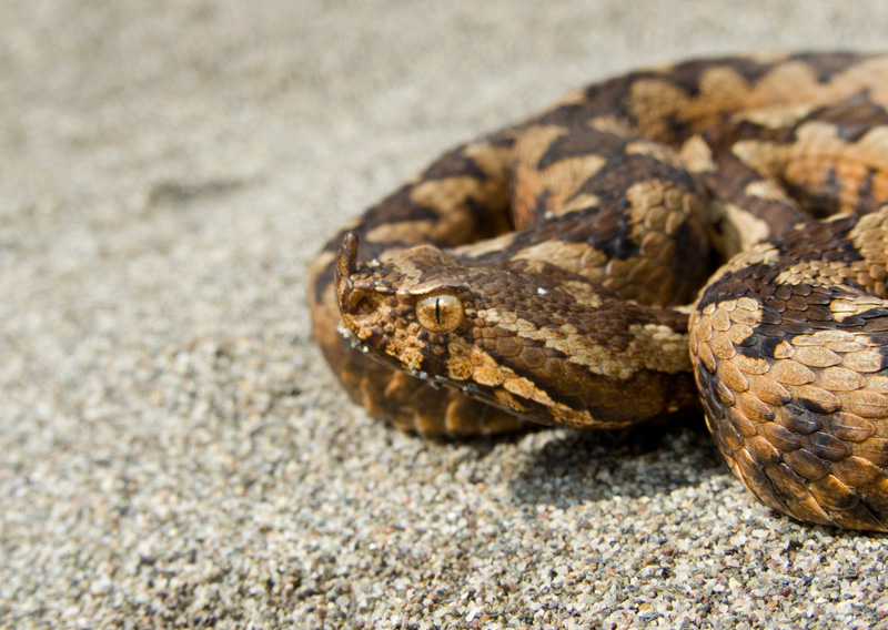 Vipera ammodytes