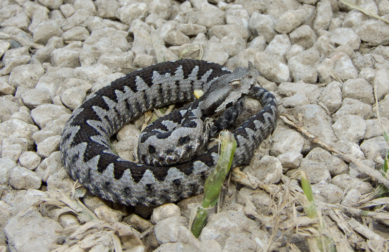 Vipera ammodytes