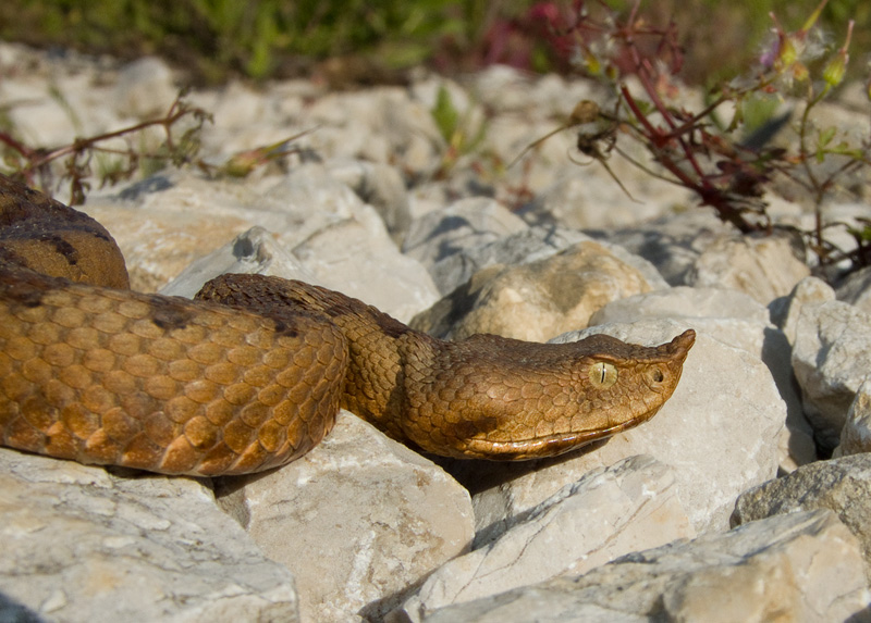 Vipera ammodytes