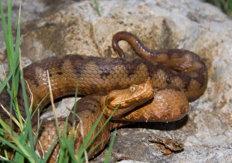 Vipera ammodytes