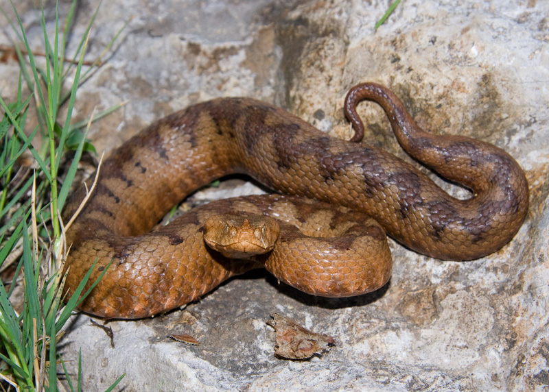 Vipera ammodytes