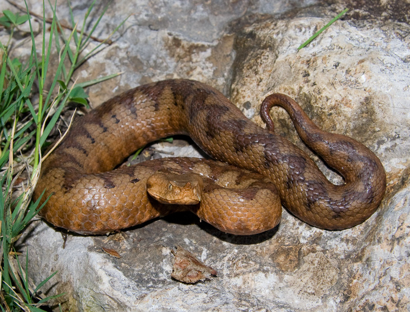 Vipera ammodytes