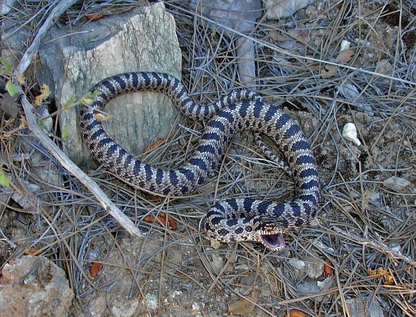 Elaphe quatuorlineata