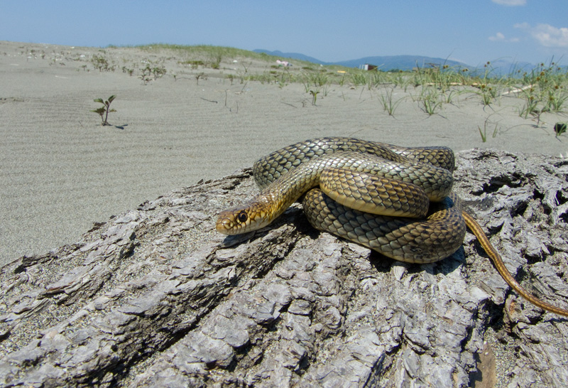 Dolichophis caspius