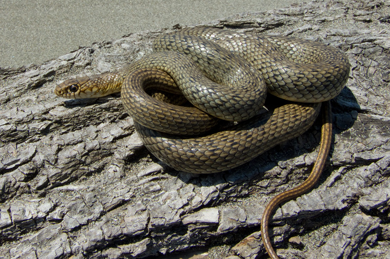 Dolichophis caspius