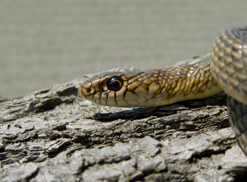 Dolichophis caspius