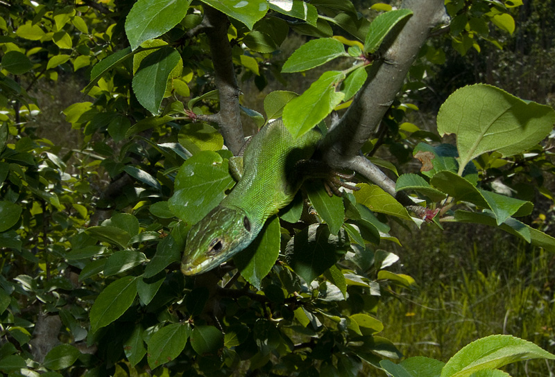 Lacerta viridis