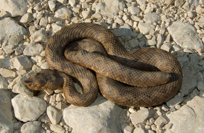 Vipera ammodytes