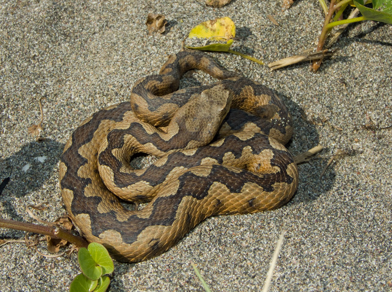 Vipera ammodytes