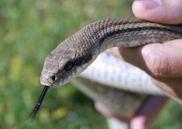 Elaphe quatuorlineata