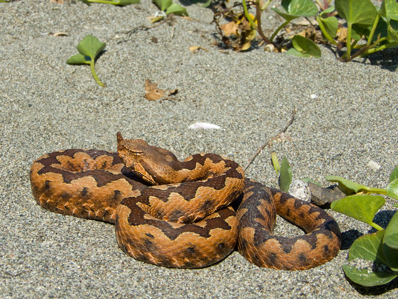 Vipera ammodytes