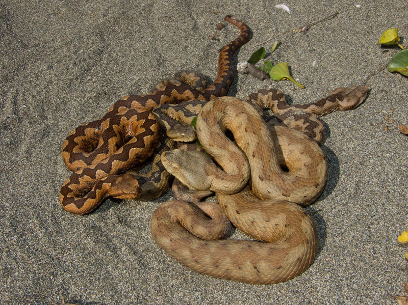 Vipera ammodytes