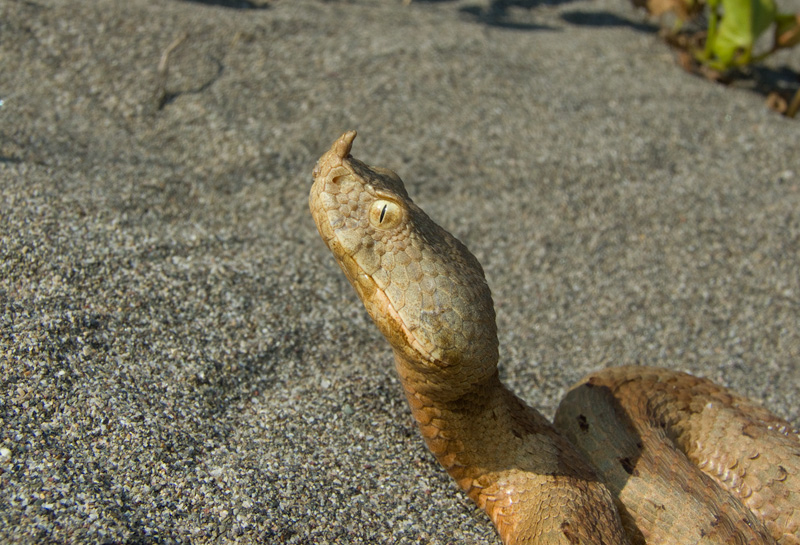 Vipera ammodytes