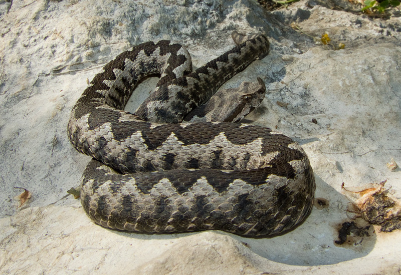 Vipera ammodytes