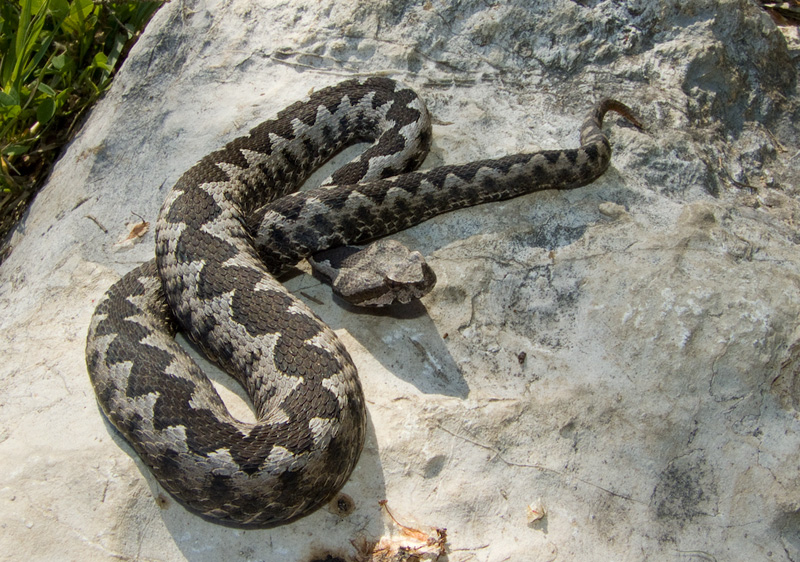 Vipera ammodytes