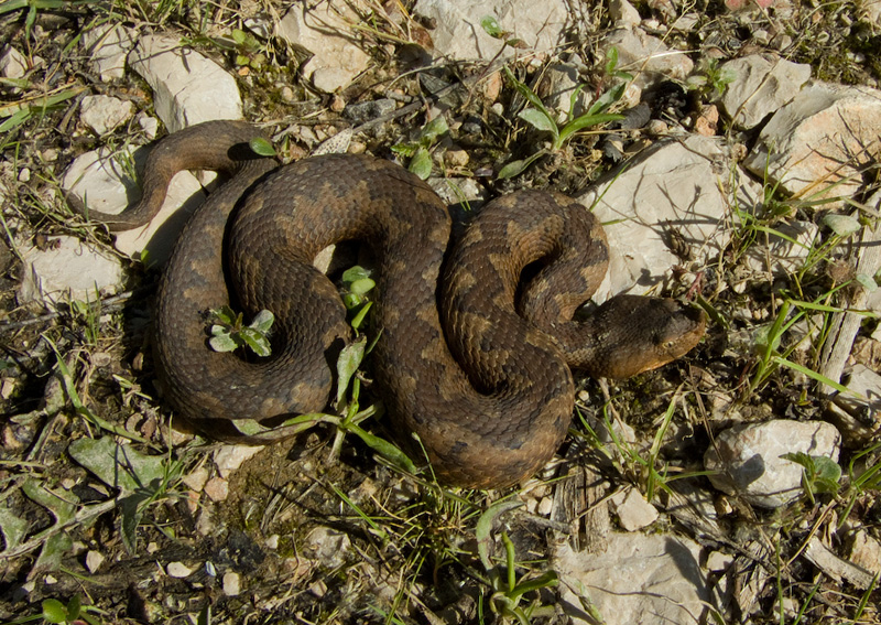 Vipera ammodytes