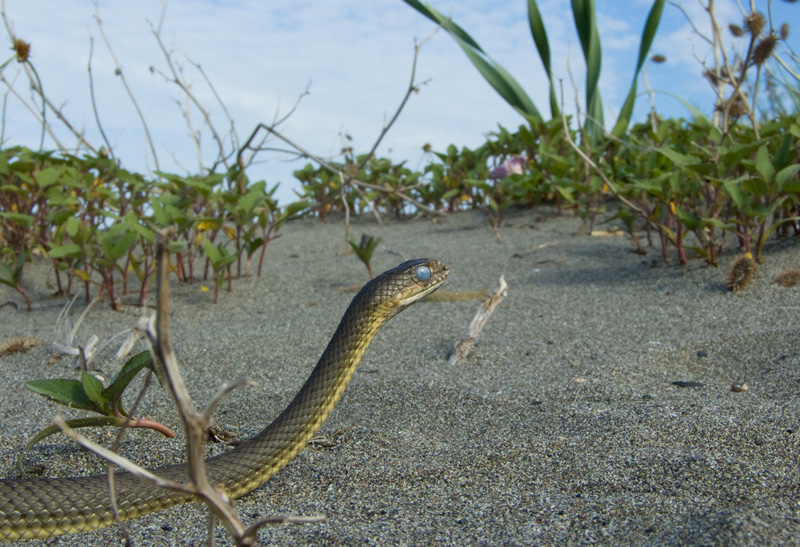 Malpolon insignitus