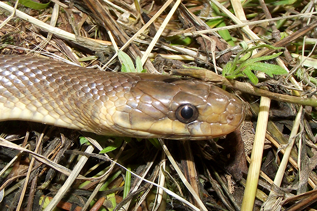 Zamenis longissimus Zamenis longissimus