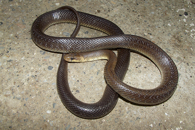 Zamenis longissimus