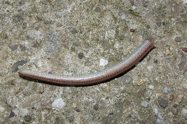 Anguis fragilis s.l.