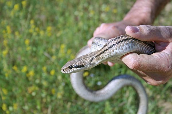 Elaphe quatuorlineata