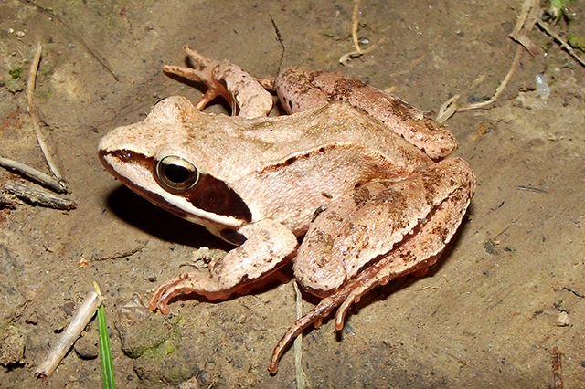 Rana dalmatina