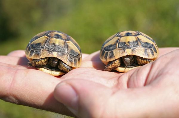 Testudo hermanni