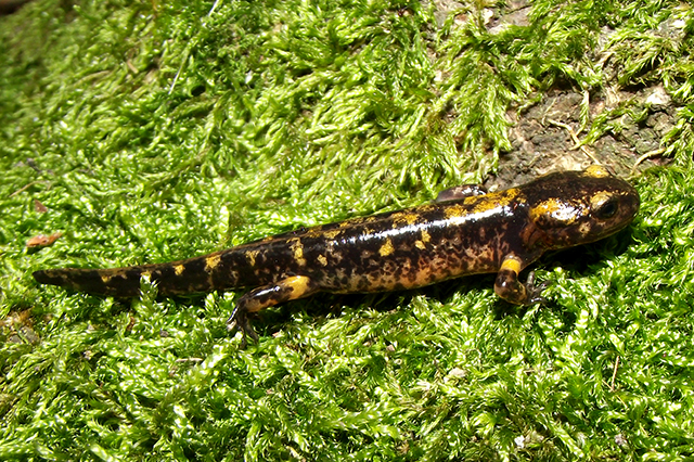 Salamandra salamandra