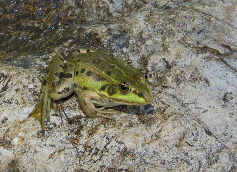 Pelophylax shqipericus