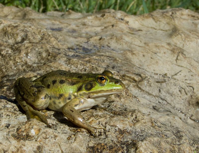 Pelophylax shqipericus